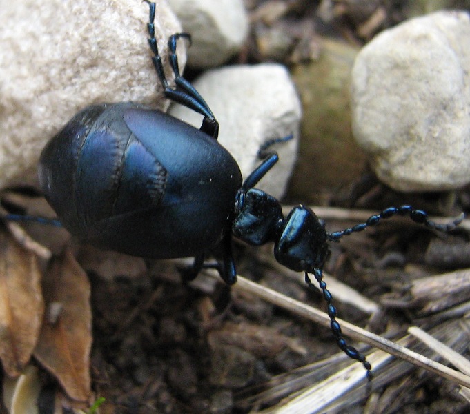 Meloidae: Meloe autumnalis